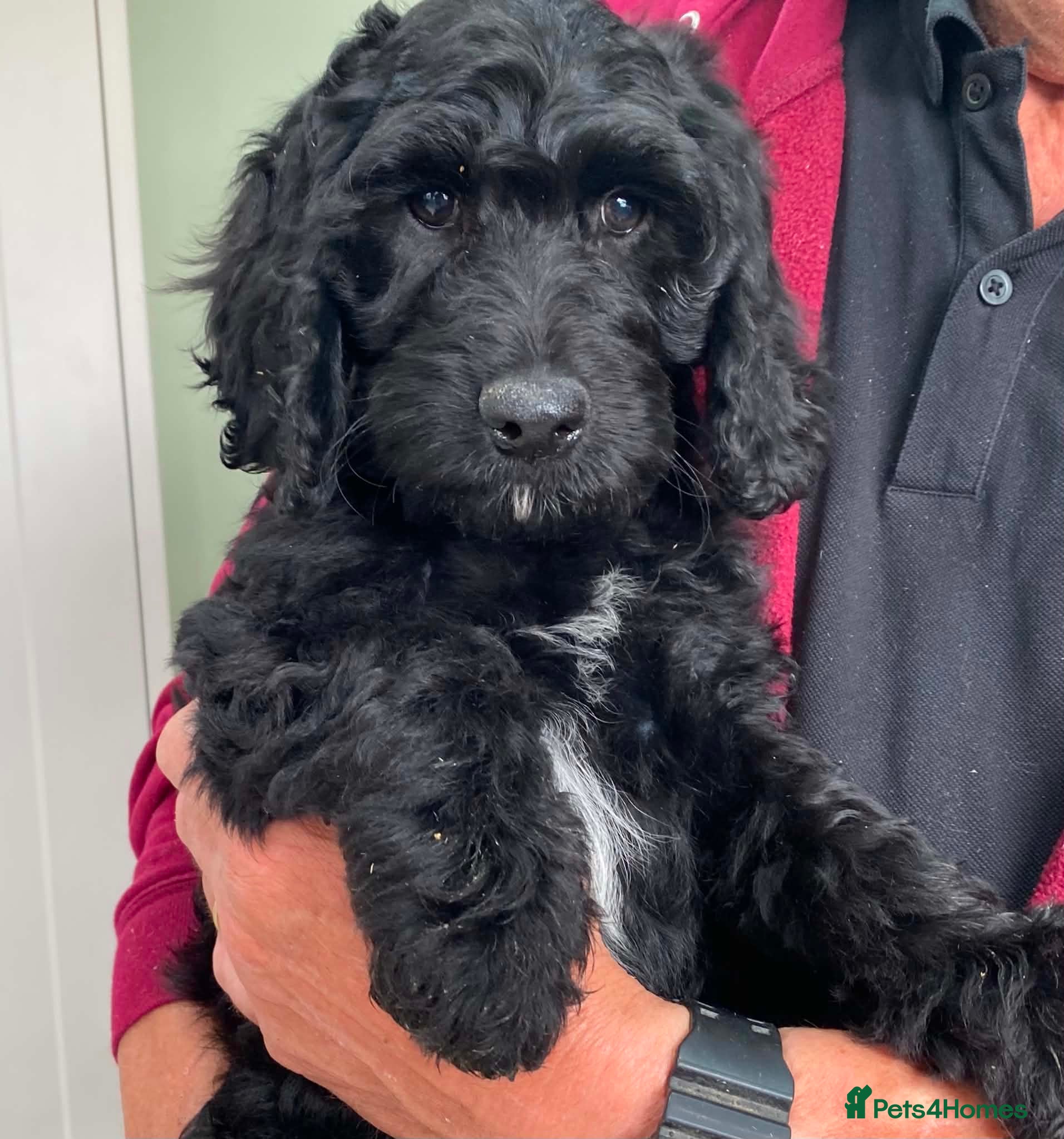 Cockapoo dogs SPECIAL COCKAPOO PUPS, LAST PUP, LARGE REDUCTION - Advert 5