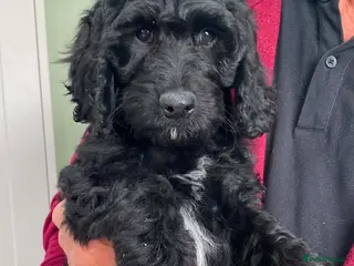 Cockapoo dogs SPECIAL COCKAPOO PUPS, LAST PUP, LARGE REDUCTION - Advert 5