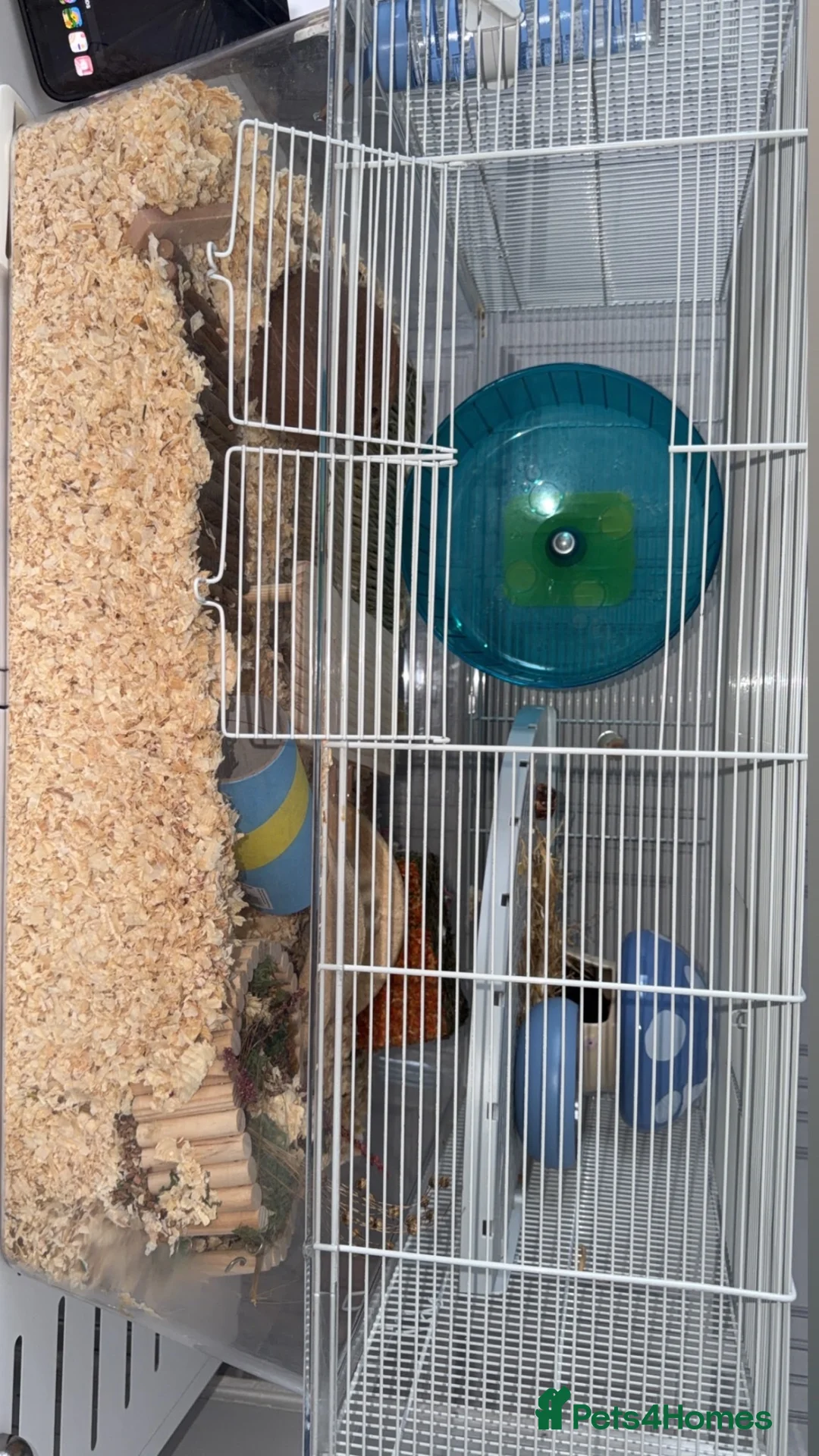Hamster rodents for sale: Black and white Syrian hamster in Coventry - Advert 2
