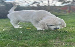 Golden Retriever dogs for sale: 1 Male Puppy Available  - Image 3