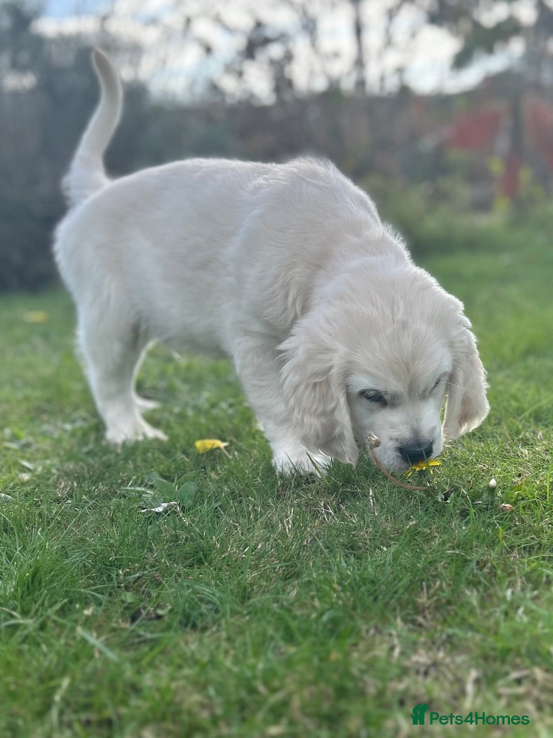 Golden Retriever dogs for sale: 1 Male Puppy Available  - Image 3