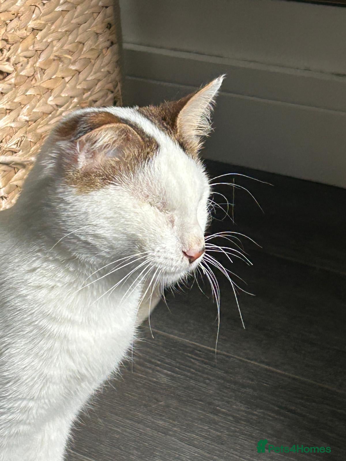 Mixed Breed cats for adoption: Charlie the cuddlebug - Advert 2