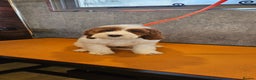 Irish Doodle dogs for sale: Irish red and white setter x moyen poodle - Advert 5