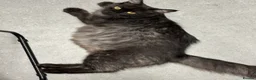 Ragcoon cats for sale: Beautiful Ragcoons - Advert 2