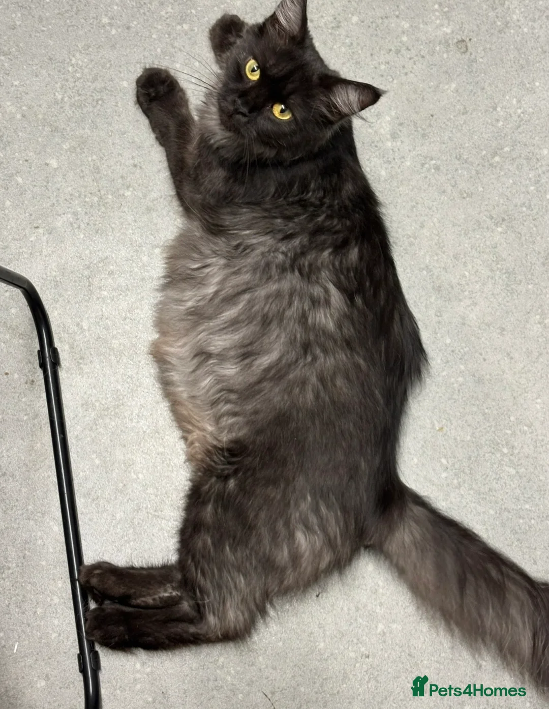 Ragcoon cats for sale: Beautiful Ragcoons - Advert 2