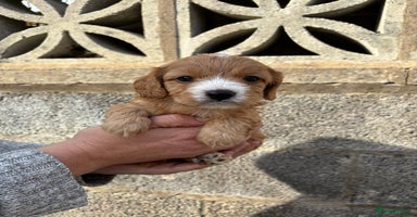 Cavapoo dogs - Advert 3