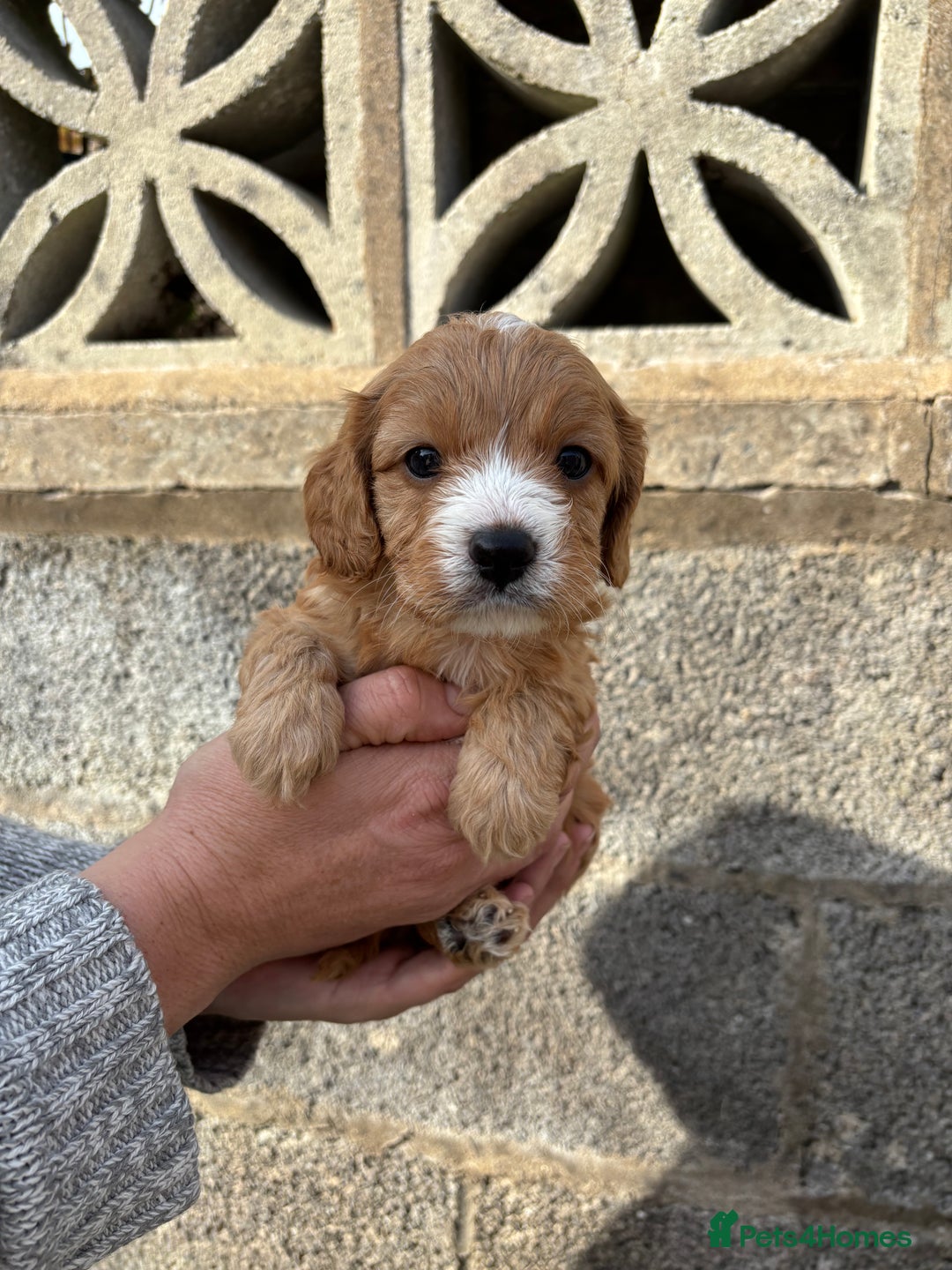 Cavapoo dogs for sale: Gorgeous male cavapoo puppies  - Image 3