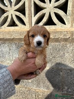 Cavapoo dogs - Advert 2
