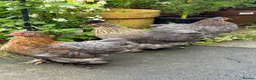 Chickens poultry for sale: 2 Pekin bantam & 1 silkie cross  - Advert 2