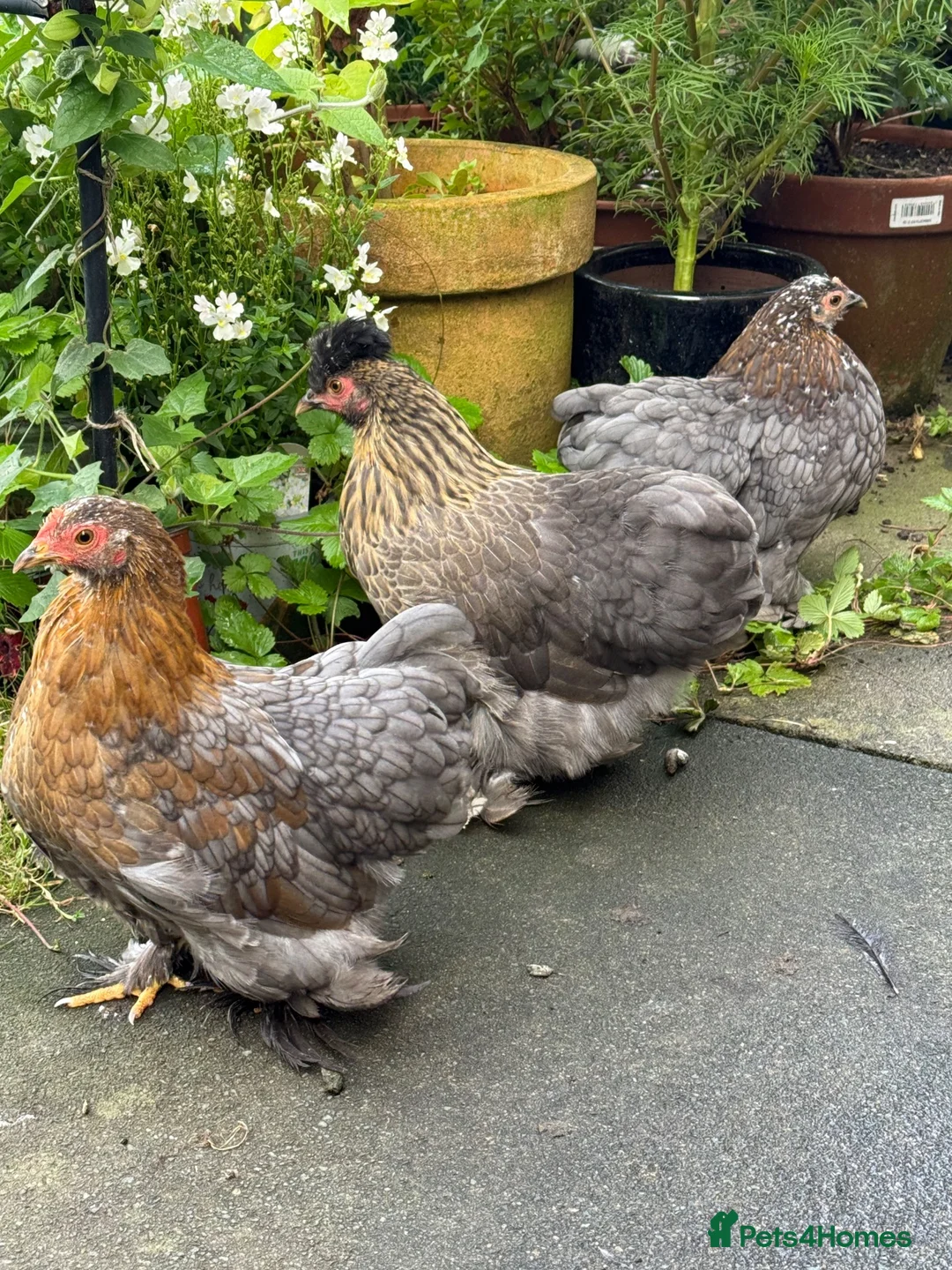 Chickens poultry for sale: 2 Pekin bantam & 1 silkie cross  - Advert 2