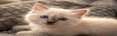 Ragdoll 1
