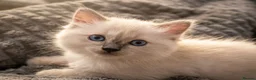 Ragdoll cats for sale: 2 female baby ragdolls  - Advert 5
