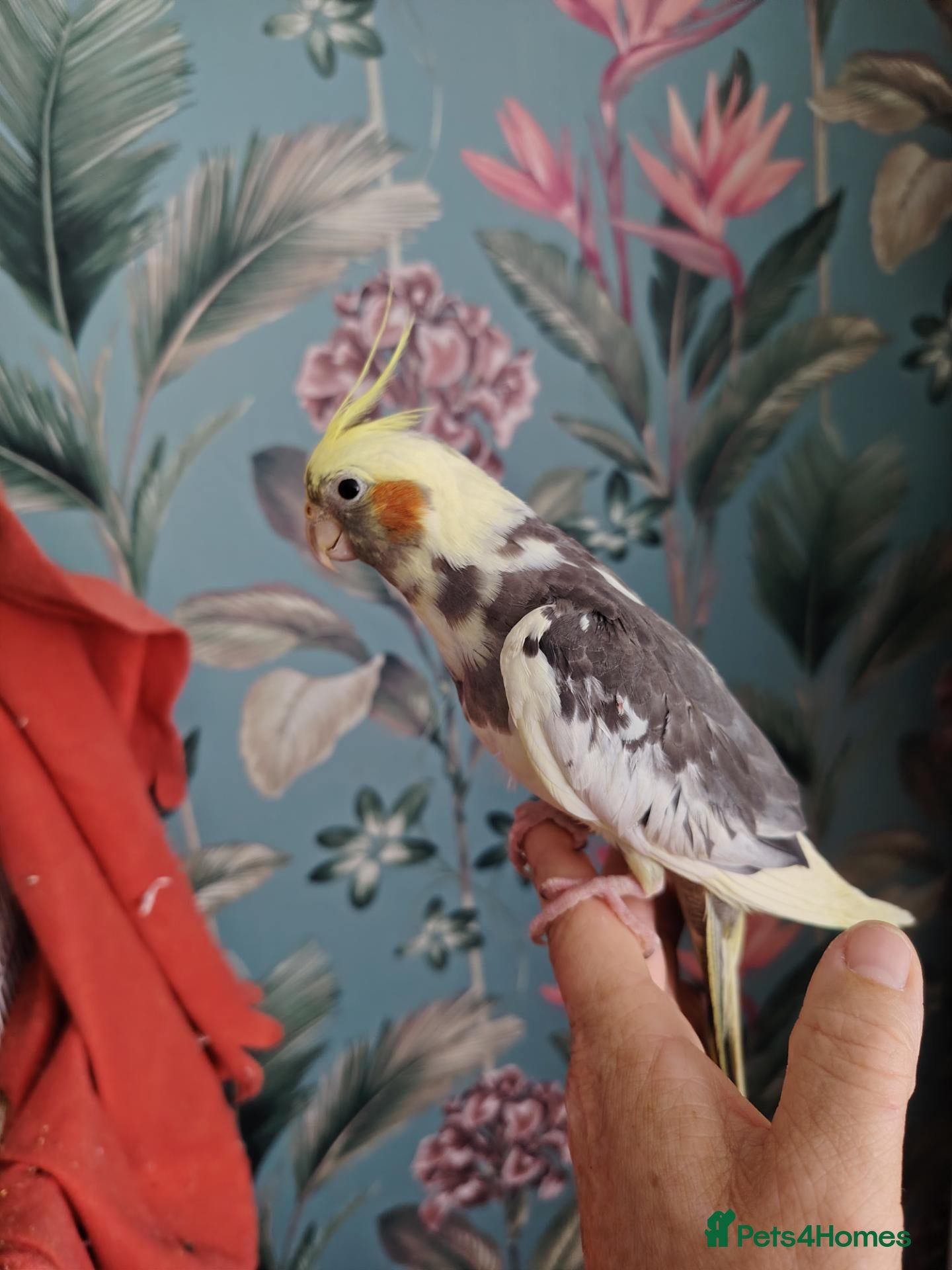 Cockatiels birds Cockatiels, Senegal, Myers, conures, caiques - Advert 1