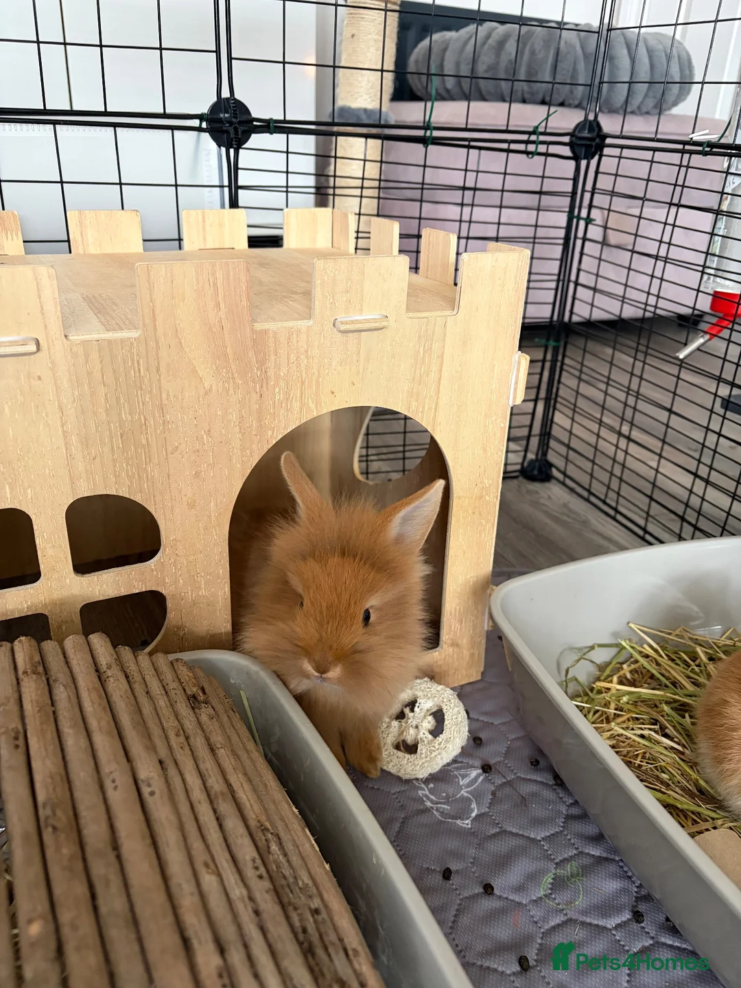 Lionhead rabbits for sale: Lion Head Cross bunnies  in Inverness - Advert 1
