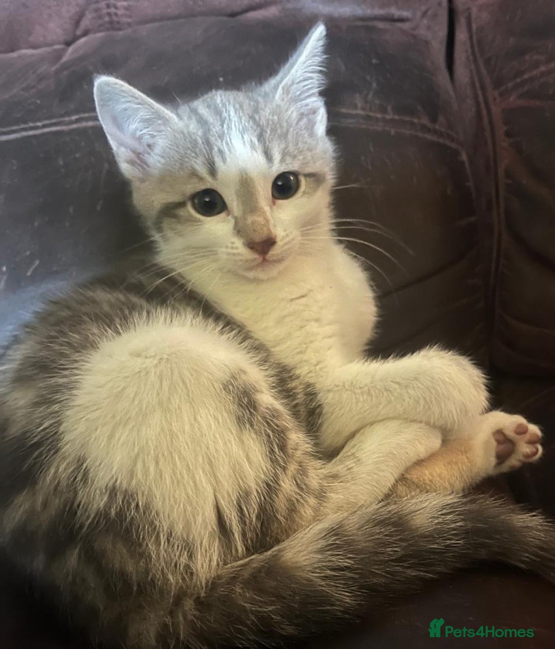 Mixed Breed cats for sale: Grey and white kittens ready now - Advert 8