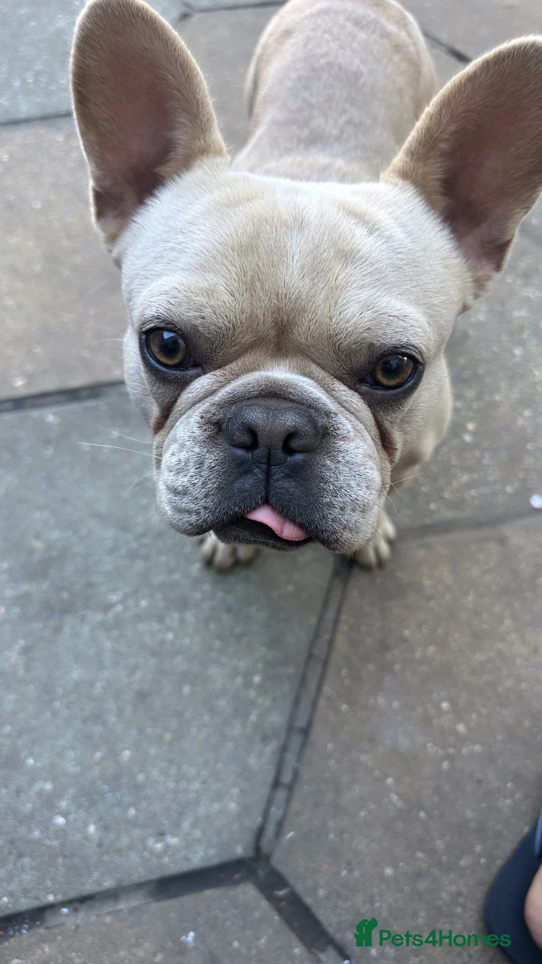 French Bulldog dogs for sale: French bulldog  in Hornchurch - Advert 4