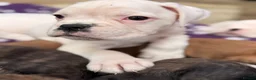 Boxer dogs for sale: Outstanding puppies - best pedigree 73 champions - Advert 18
