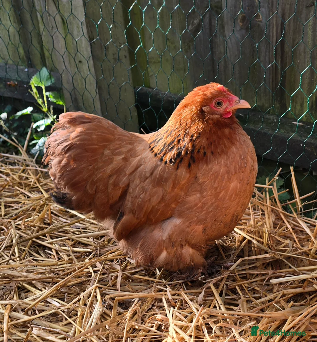 Chickens poultry for sale: Chicks & Chickens - Advert 14