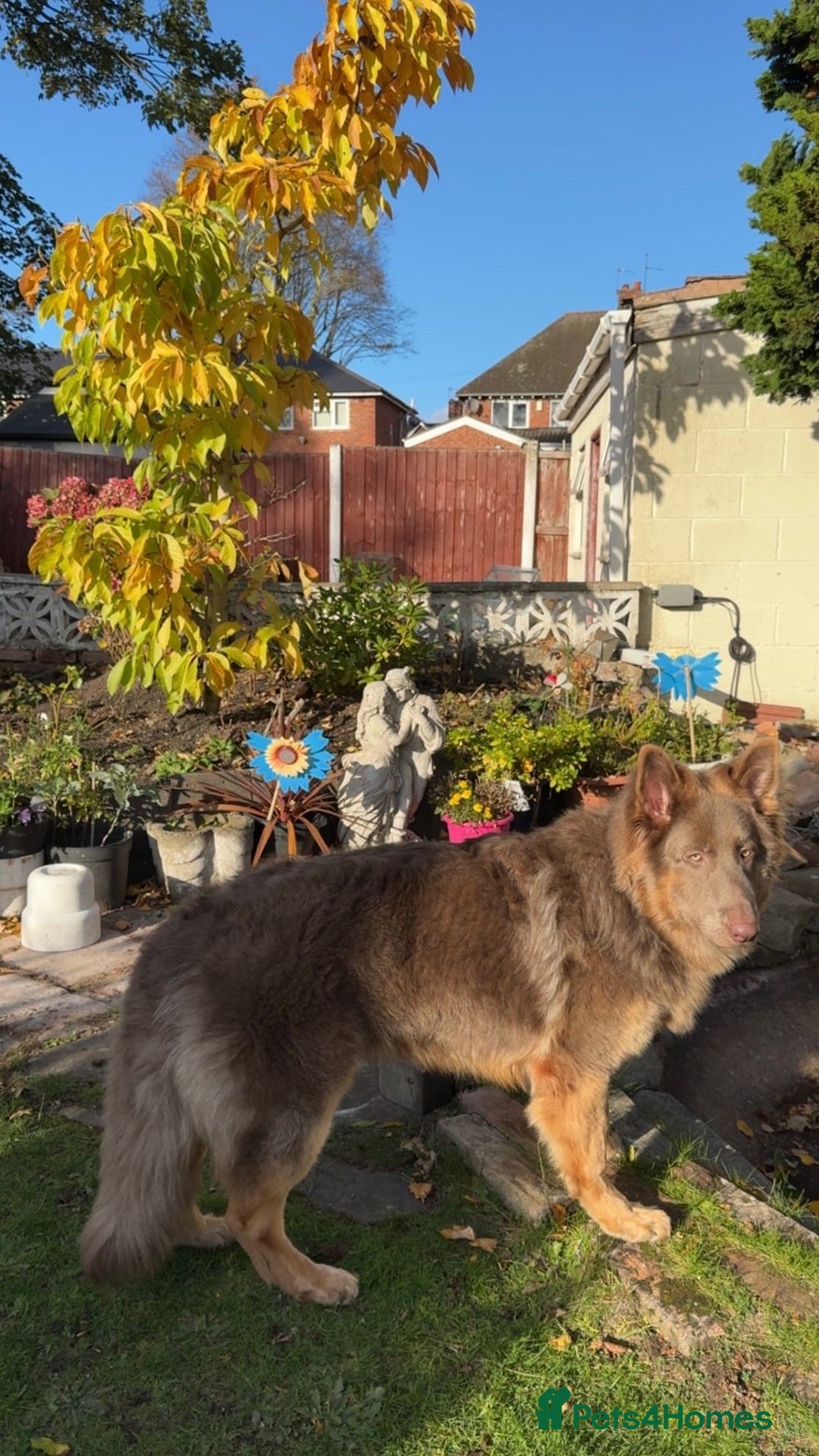 German Shepherd dogs for stud: KC health tested isabella german shepherd for stud - Advert 10