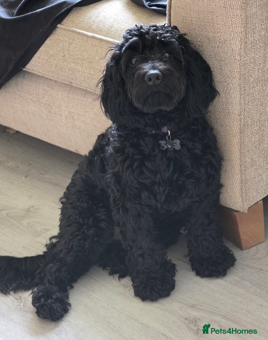 Doxiepoo dogs for sale: OZZY (daxiepoo) - Image 3