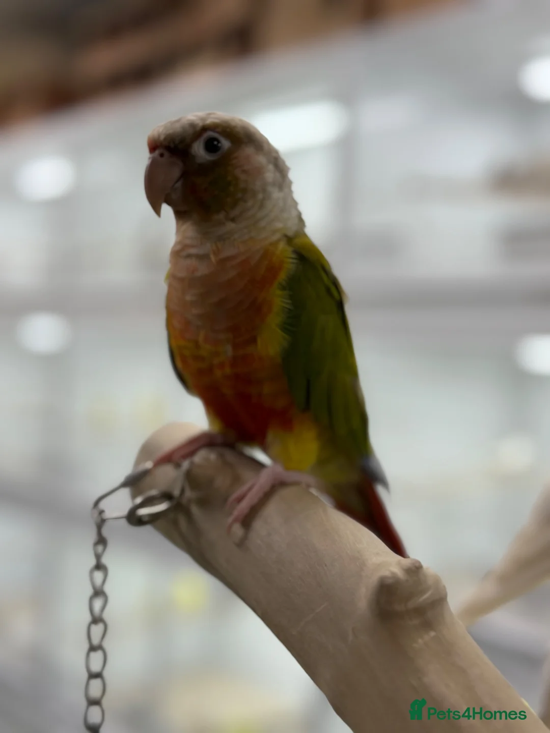 Conures birds for sale: Pineapple conure and green cheek conure  - Advert 1