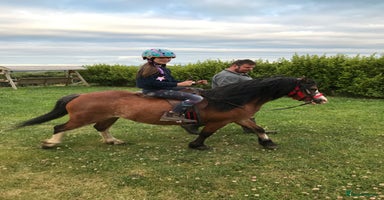 Welsh Section A horses - Advert 8