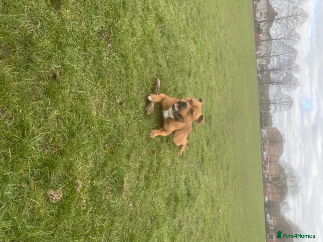 Staffordshire Bull Terrier dogs for stud: CIRO Red staff for stud  - Advert 2