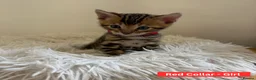 Bengal cats for sale: Luxury 5-Generation-Pegree Bengal Kittens in Blackburn - Advert 16