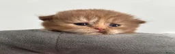 British Shorthair cats for sale: **TICA Registered British Shorthair Kittens🧡🤎 - Advert 13