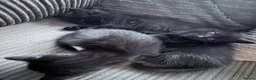Mixed Breed cats for sale: Kittens - Advert 7