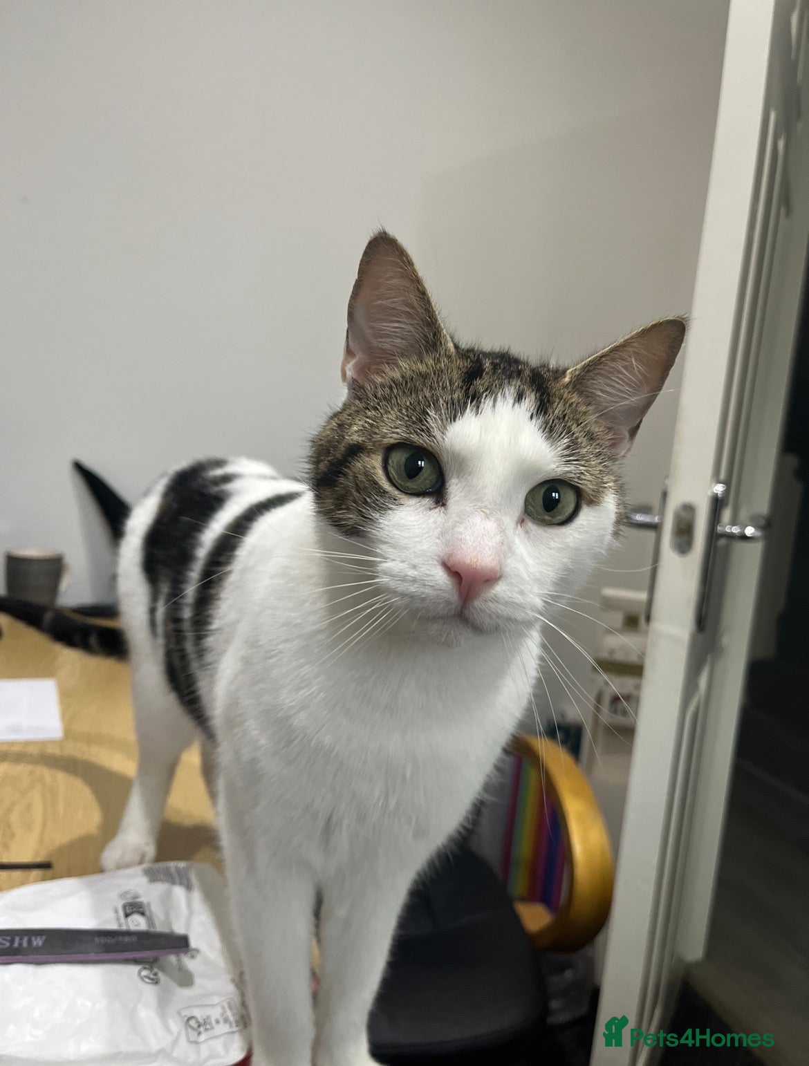 Domestic Shorthair cats Adorable & Affectionate 5yrs White & Tabby boy - Advert 1