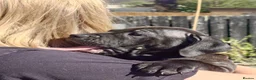 Staffordshire Bull Terrier dogs for sale: Stunning brindle Staffordshire Bull terrier pups - Advert 11