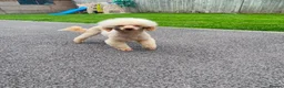 Poochon dogs for sale: F1 poochons puppy’s READY NOW - Advert 14