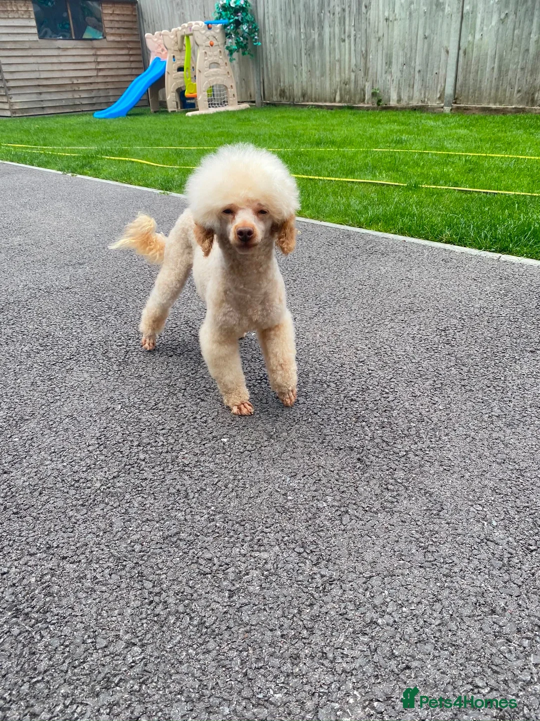 Poochon dogs for sale: F1 poochons puppy’s READY NOW - Advert 14
