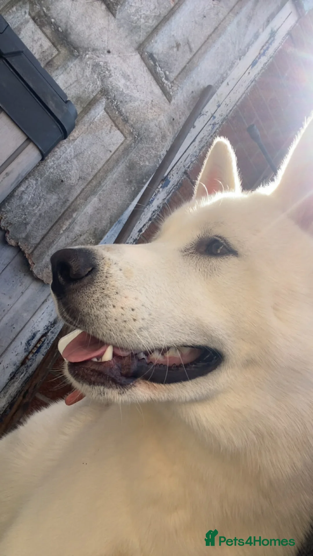 Huskita dogs for sale: HUSKITA MALE FOR SALE - Advert 1