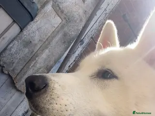 Huskita dogs HUSKITA MALE FOR SALE - Advert 1