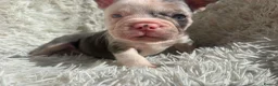 French Bulldog dogs for sale: French x  in Waterlooville - Advert 1