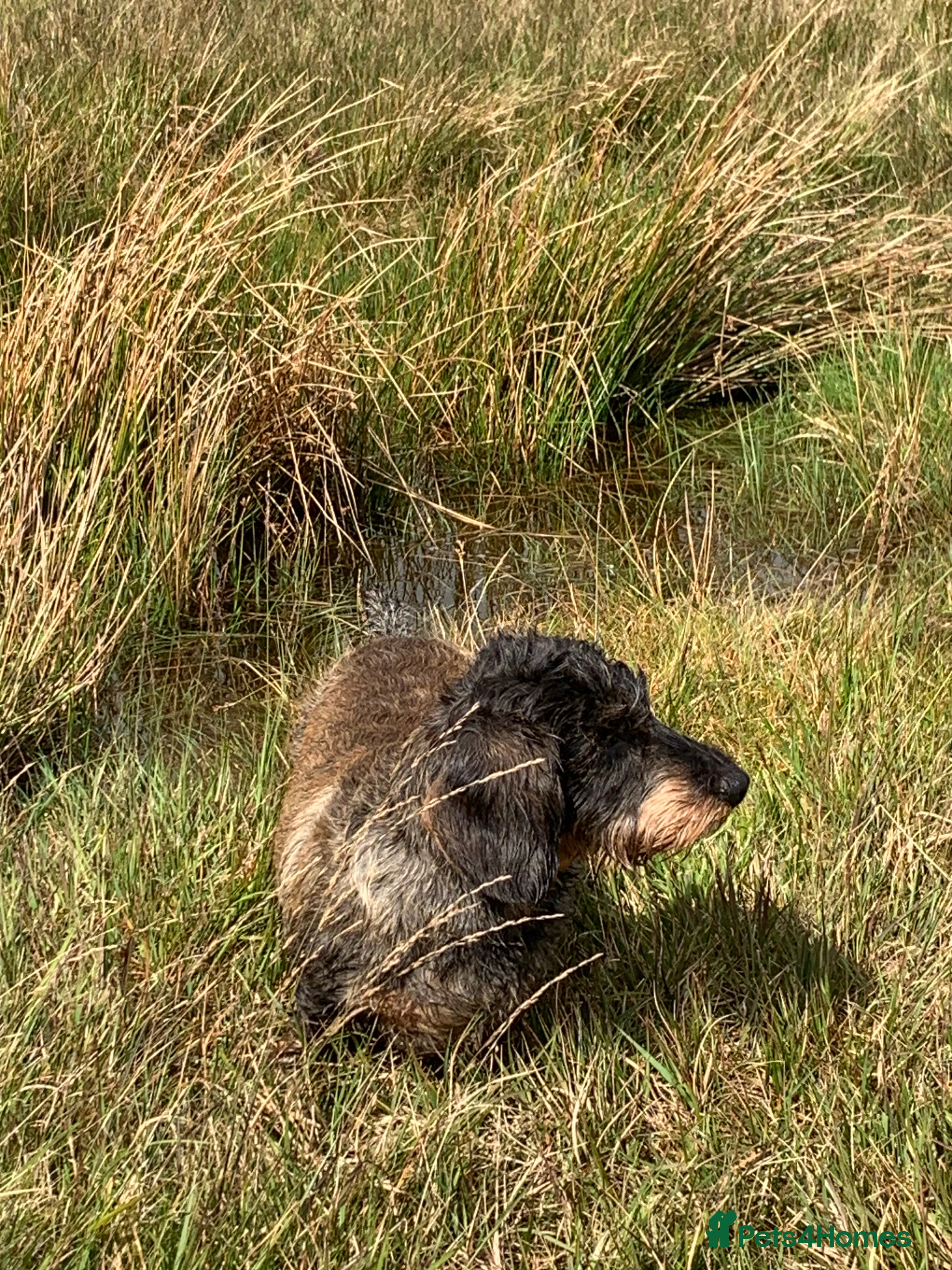 Dachshund dogs Dachshund puppies  - Advert 2