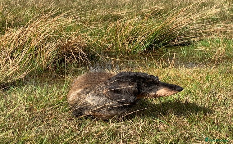 Dachshund dogs Dachshund puppies  - Advert 1