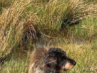 Dachshund dogs Standard wirehaired dachshund - Advert 2