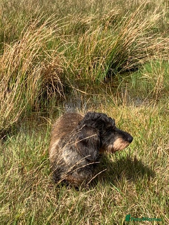 Dachshund dogs Dachshund puppies - Advert 1