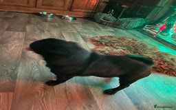 Pug dogs for sale: Black Male Pug 3 years old - Image 4