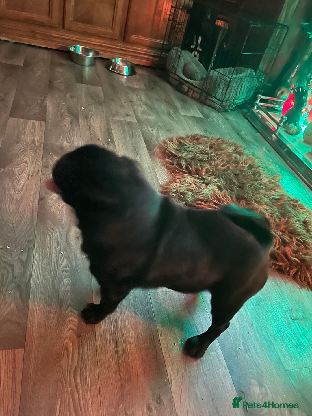 Pug dogs for sale: Black Male Pug 3 years old - Image 4