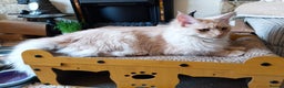 Maine Coon cats for sale: ACTIVE Maine Coon Cream/Silver Tica/GCCF - Advert 6