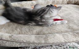 British Shorthair cats for sale: British Shorthair kittens - Image 19