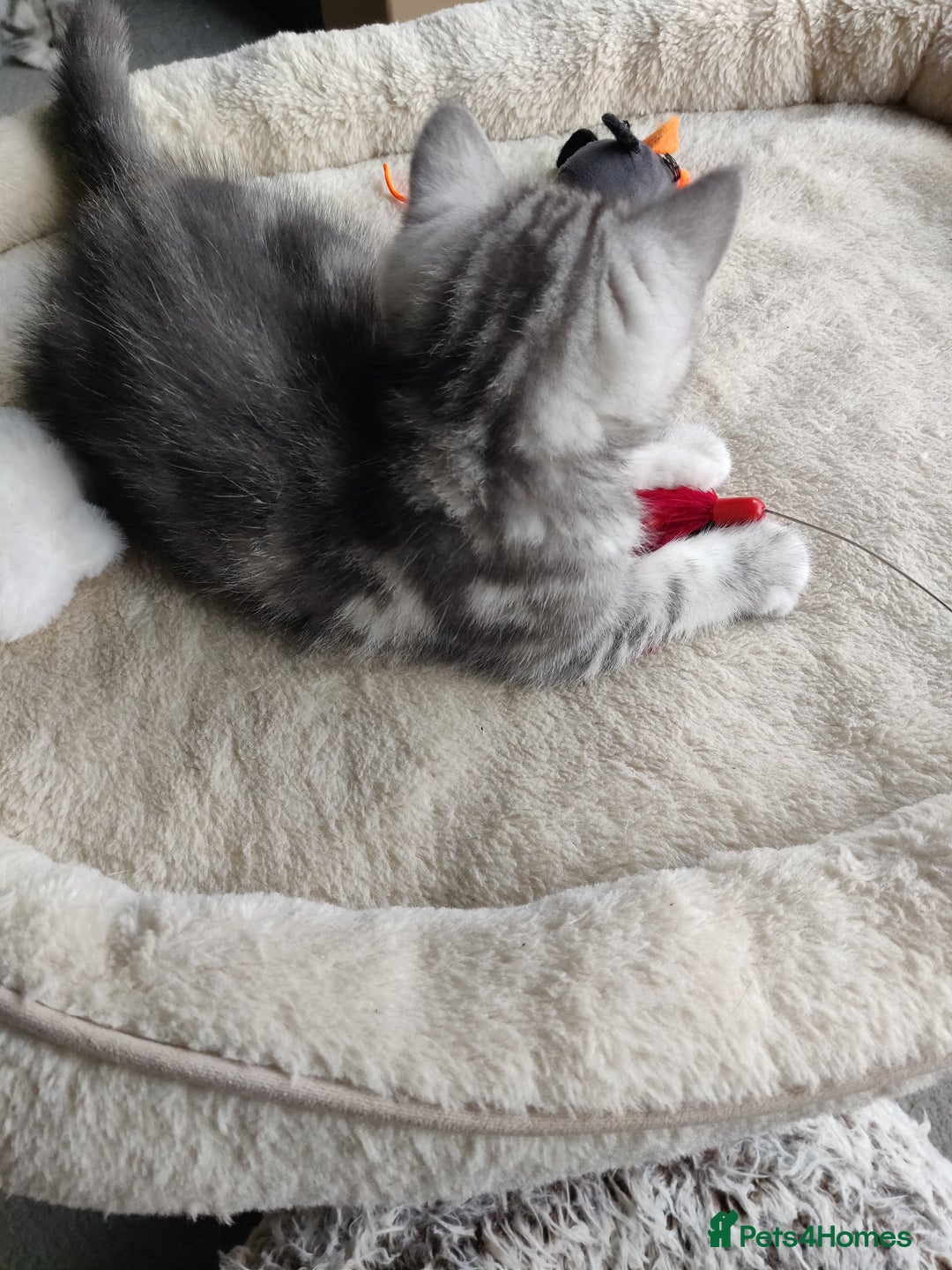 British Shorthair cats for sale: British Shorthair kittens - Image 19