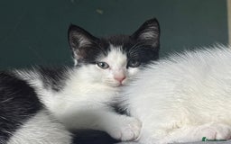 Domestic Shorthair cats for adoption: -Adopt from Cats in Crisis East London  - Image 21