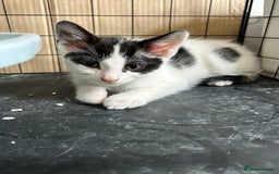 British Shorthair cats for sale: 2 boys 2 girls - Image 8