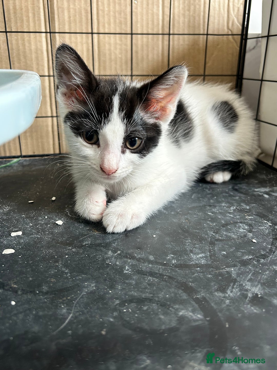 British Shorthair cats for sale: 2 boys 2 girls - Image 8