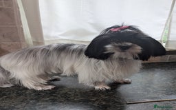 Biewer Terrier dogs for sale: Adorable Purebred Biewers  - Image 1